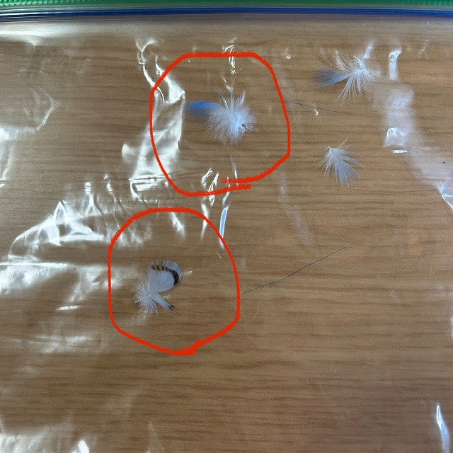 制作前にお預かりしたセキセイインコの羽根の写真