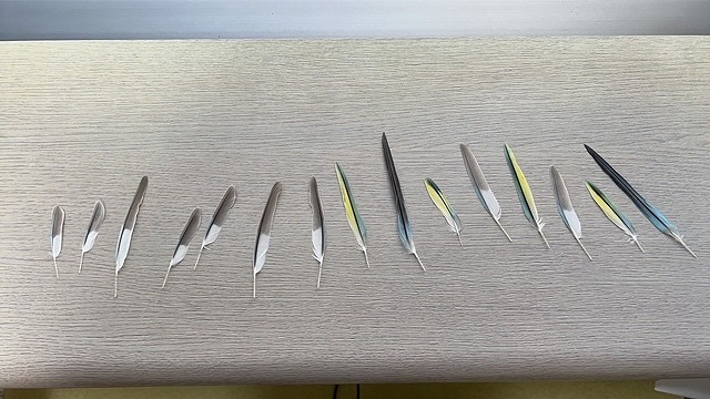 レジン加工前にお預かりしたインコの羽根が並べられた写真